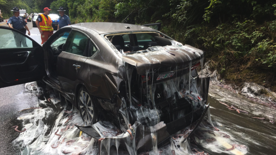 7,500 pounds of nightmarish slime eel splatter cars on oregon highway