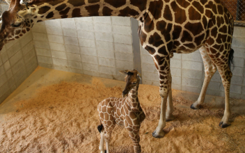 Julius the baby giraffe dies at Maryland Zoo
