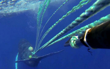 Successful humpback whale rescue off the California Coast