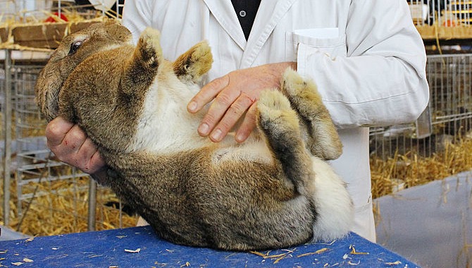 Owners of giant rabbit sue United Airlines for negligence in animal’s death
