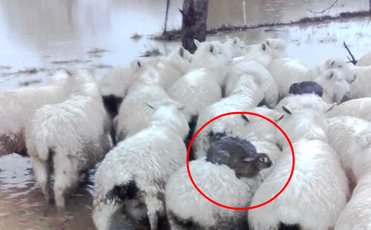 Rabbits ride on sheep to escape flood in New Zealand