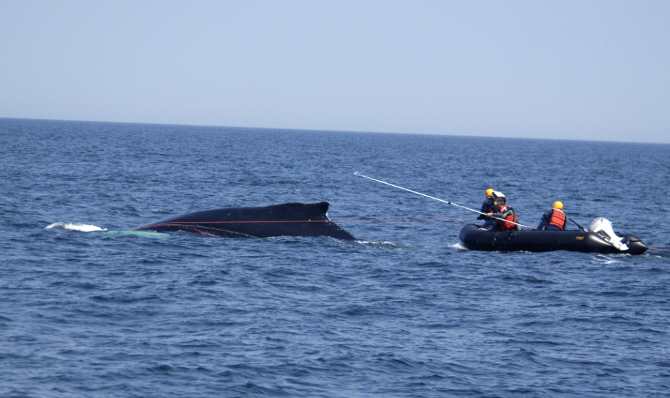 Trained rescue personnel from NOAA and the Provincetown Center for Coastal Studies carefully approaching a humpback whale using specially-designed equipment to safely remove the entangling lines (NOAA)