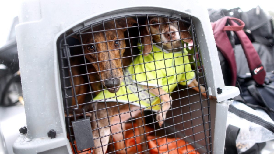 Authorities: About 200 Dogs Rescued From ‘Hoarding Home’