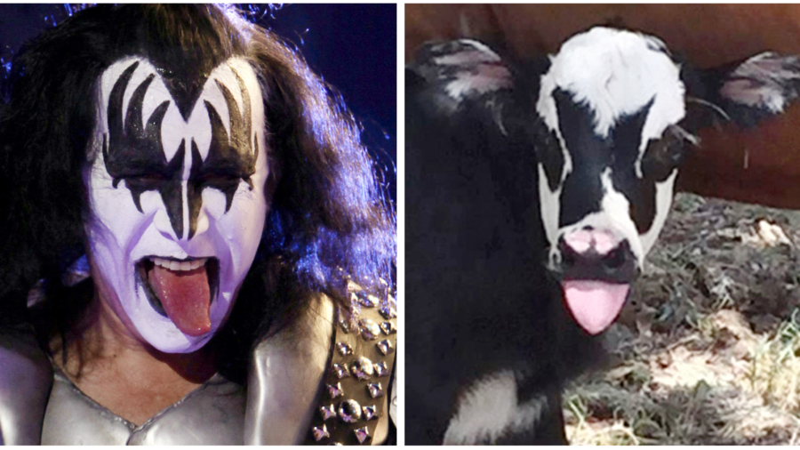 Texas calf born looking like KISS rocker Gene Simmons