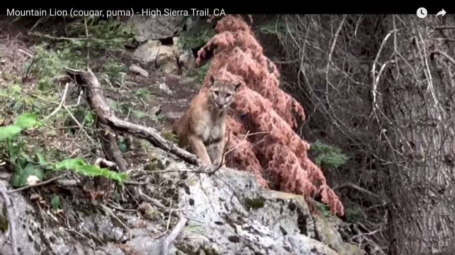 Hikers’ Terrifying Cougar Encounter Caught on Video