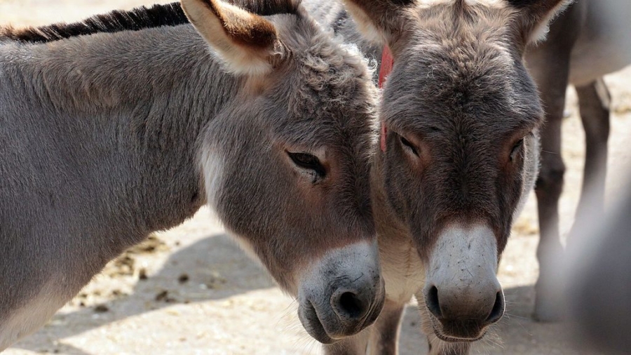 Smugglers try to use donkeys to drag Mercedes-Benz across South African border
