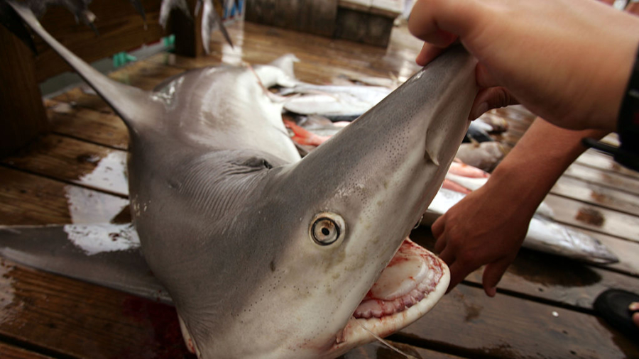 Ship Full of Endangered Sharks, Lying Dead and Torn Apart, Captured by Ecuadorian Navy