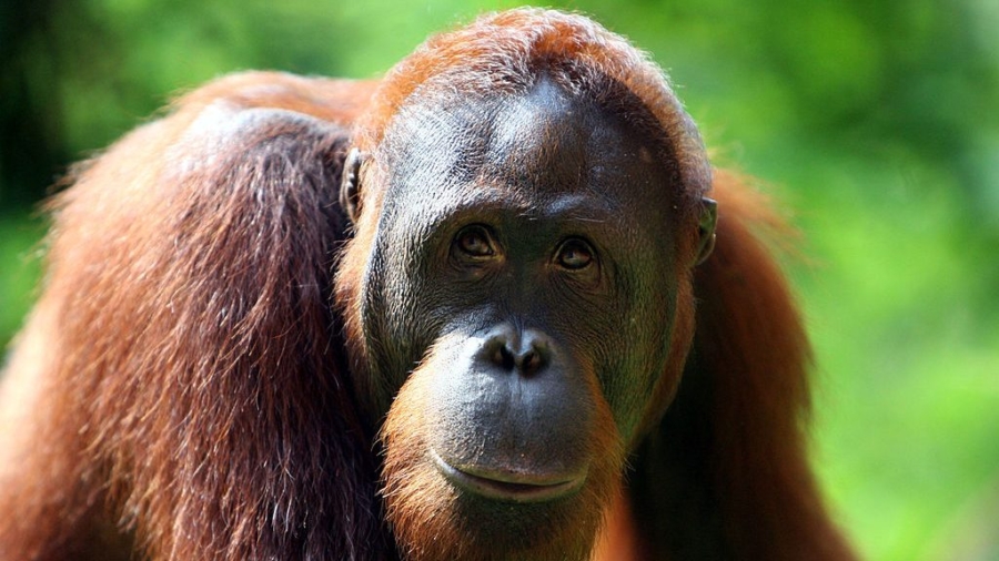 Burn Victim Shocked by Orangutan’s Careful Inspection of Her Scars