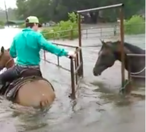 Horses Trapped by Harvey Flooding Rescued by Texas Cowboys