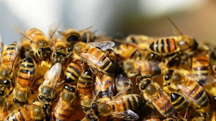 Dozens Attacked by Bees at School When Student Disturbs Hive