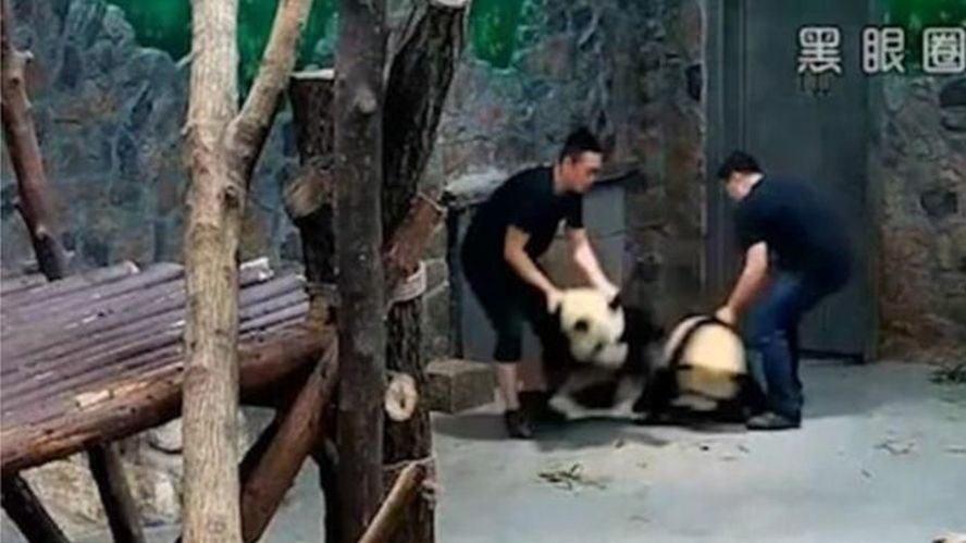Alleged Panda Abuse Video Goes Viral in China