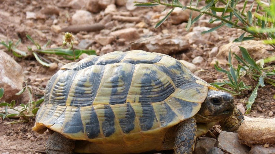 Man Gives CPR to His Tortoise, Brings It Back to Life