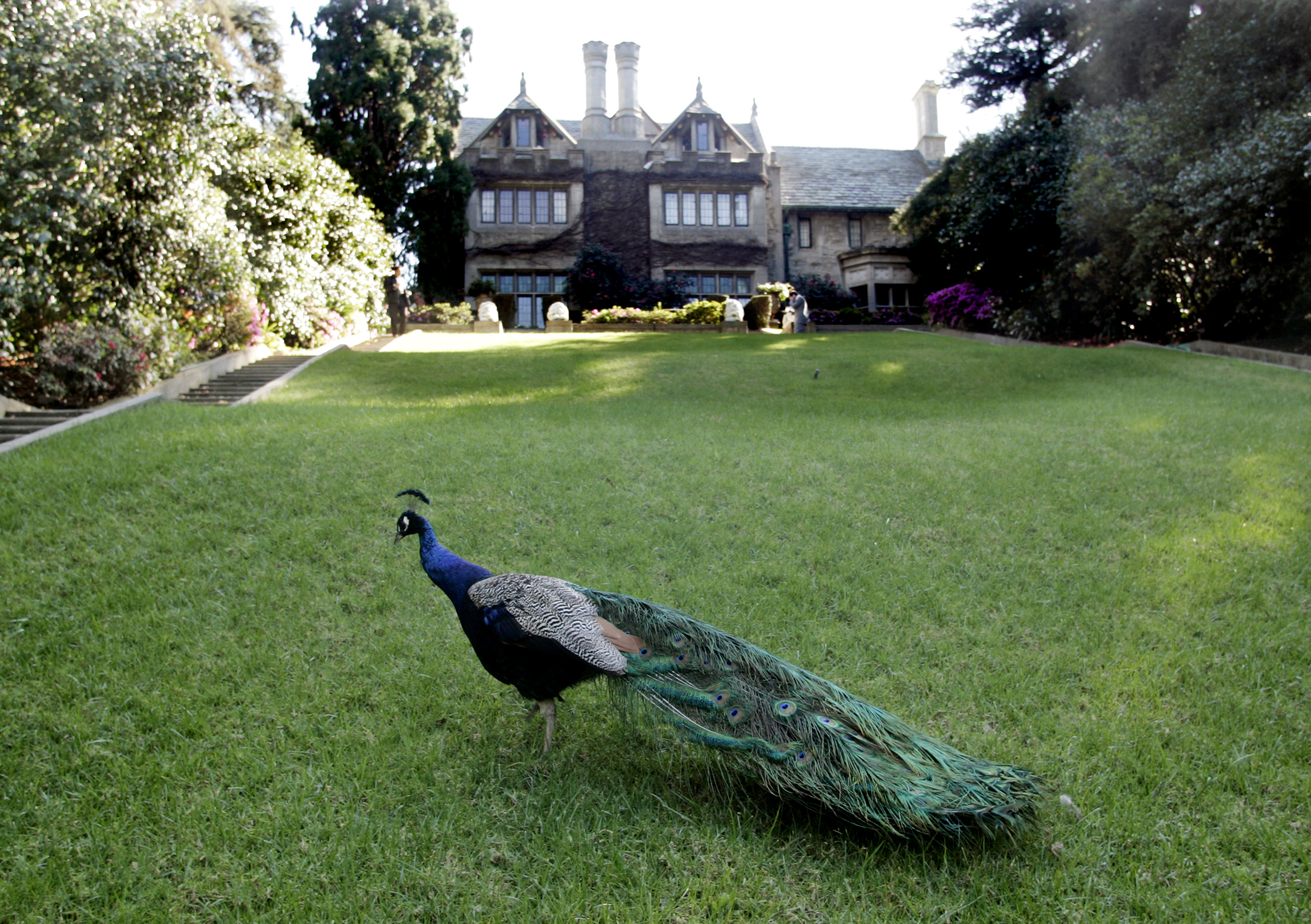 A peacock walks on the grounds of the Playboy Mansion in Los Angeles, February 2006. (REUTERS/Fred Prouser)