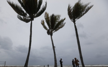 Man Dies After Being Electrocuted While Cutting Palm Tree