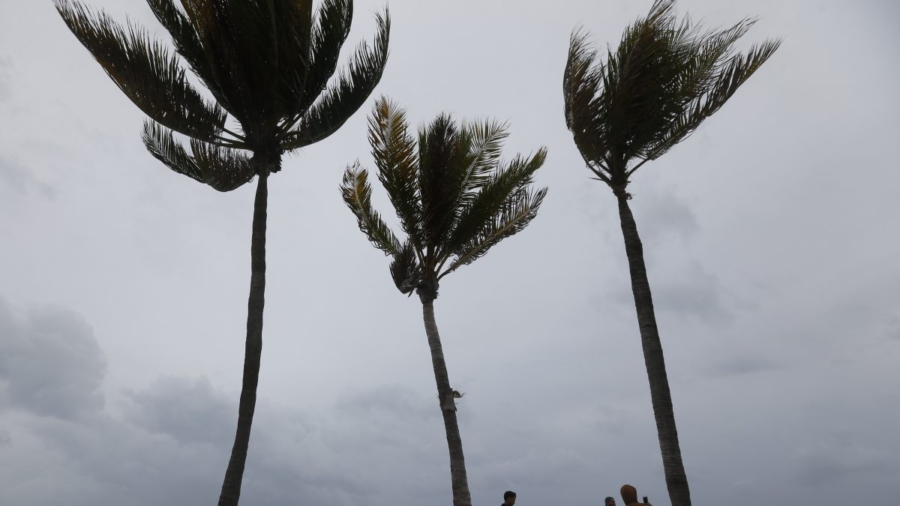 Man Dies After Being Electrocuted While Cutting Palm Tree