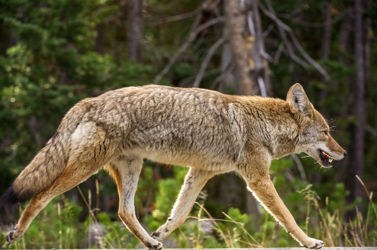 A coyote in a file photo. (KAREN BLEIER/AFP/GettyImages)