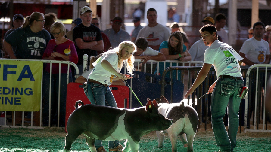 Swine Flu Outbreak: 20 People Affected After Contact With Pigs at County Fair
