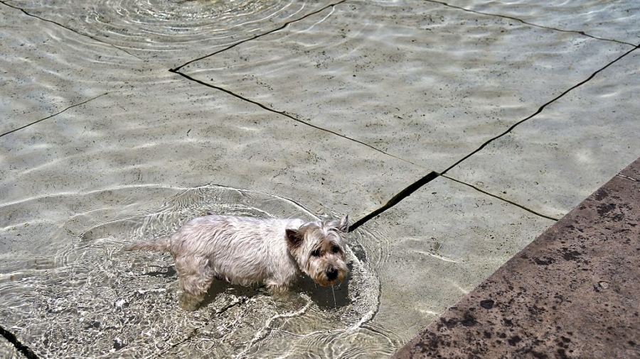 Eye Worm Infection That Causes Blindness in Dogs Could Spread to the UK