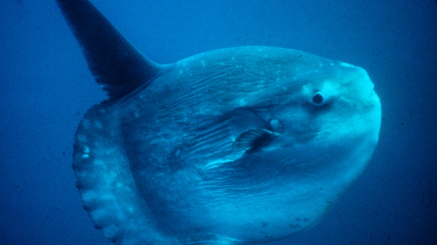 Fishermen Argue Whether to Throw This Giant Rare Fish Back—Until It Dies