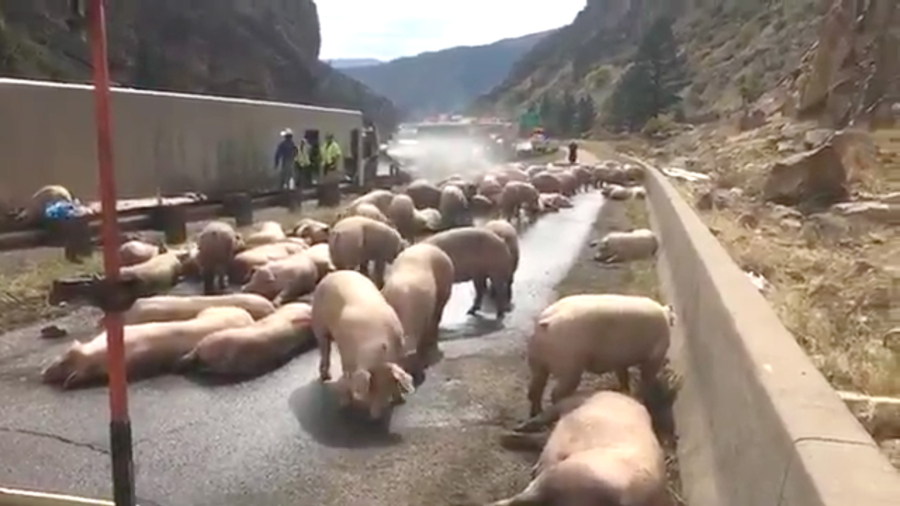 Pigs Spill Out of Semi in Colorado, 25 Animals Killed