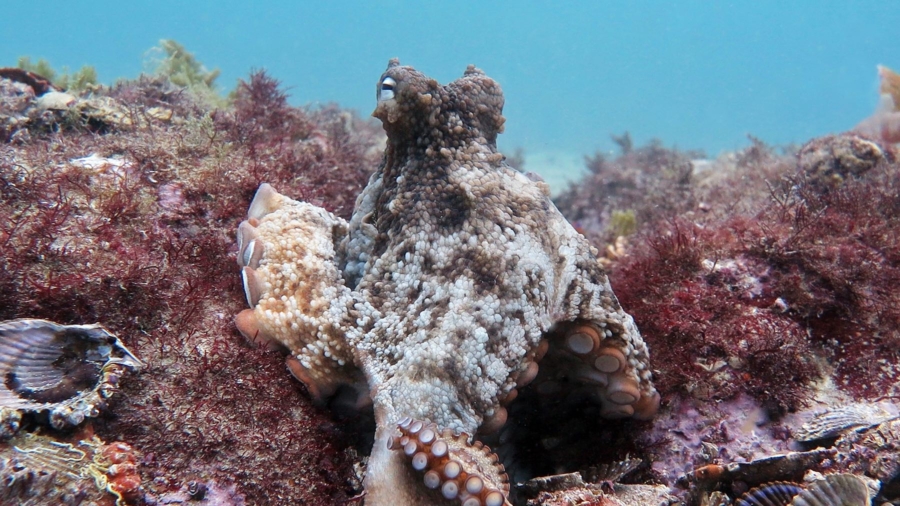 Octopuses Built an Underwater ‘City’ Named Octlantis