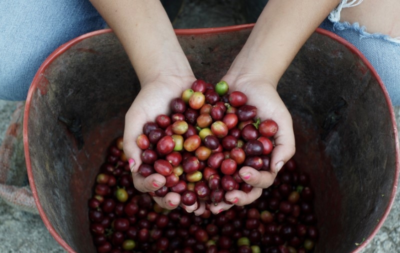 Peace Gives Colombian Coffee an Extra Shot