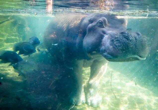 Henry the Hippo Dies at Cincinnati Zoo