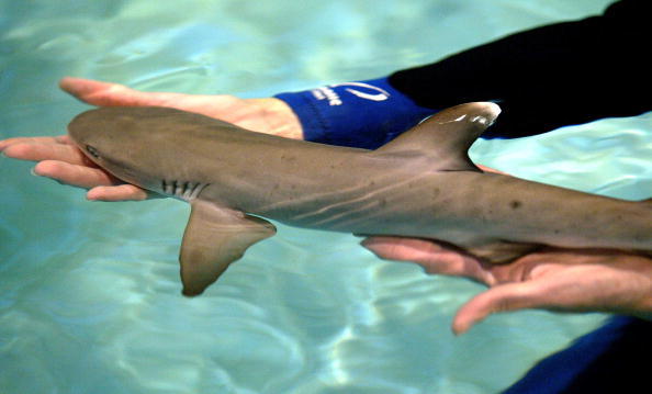 Australian Mom Wrestles Shark Back into Ocean With Her Bare Hands