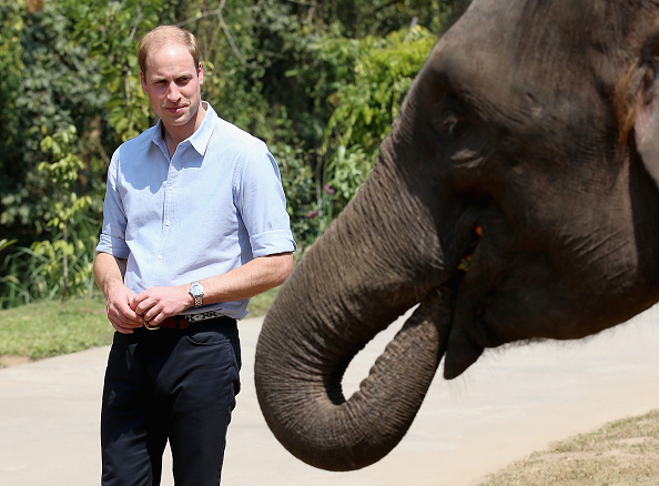UK’s Proposed Ivory Ban a Victory for Prince William