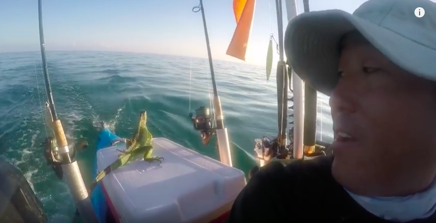 Captured on Camera: Man Rescues Iguana Swimming in Ocean Miles from Shore