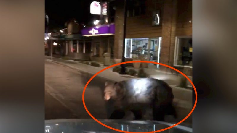 Police Video Shows Large Bear Peering Into Shop Windows