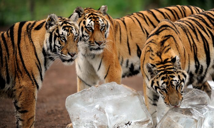 4 More Tigers and 3 Lions Test Positive for CCP Virus at Bronx Zoo