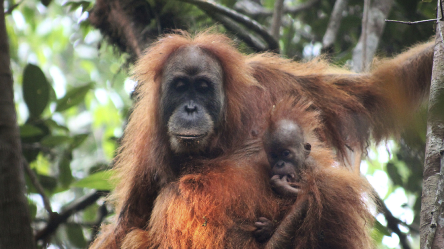 Frizzy-haired, Smaller-headed Orangutan May Be New Great Ape