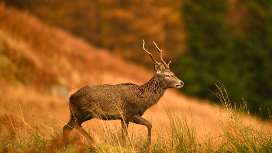 A Hunter Was Gored By the Deer He Thought He Shot and Killed