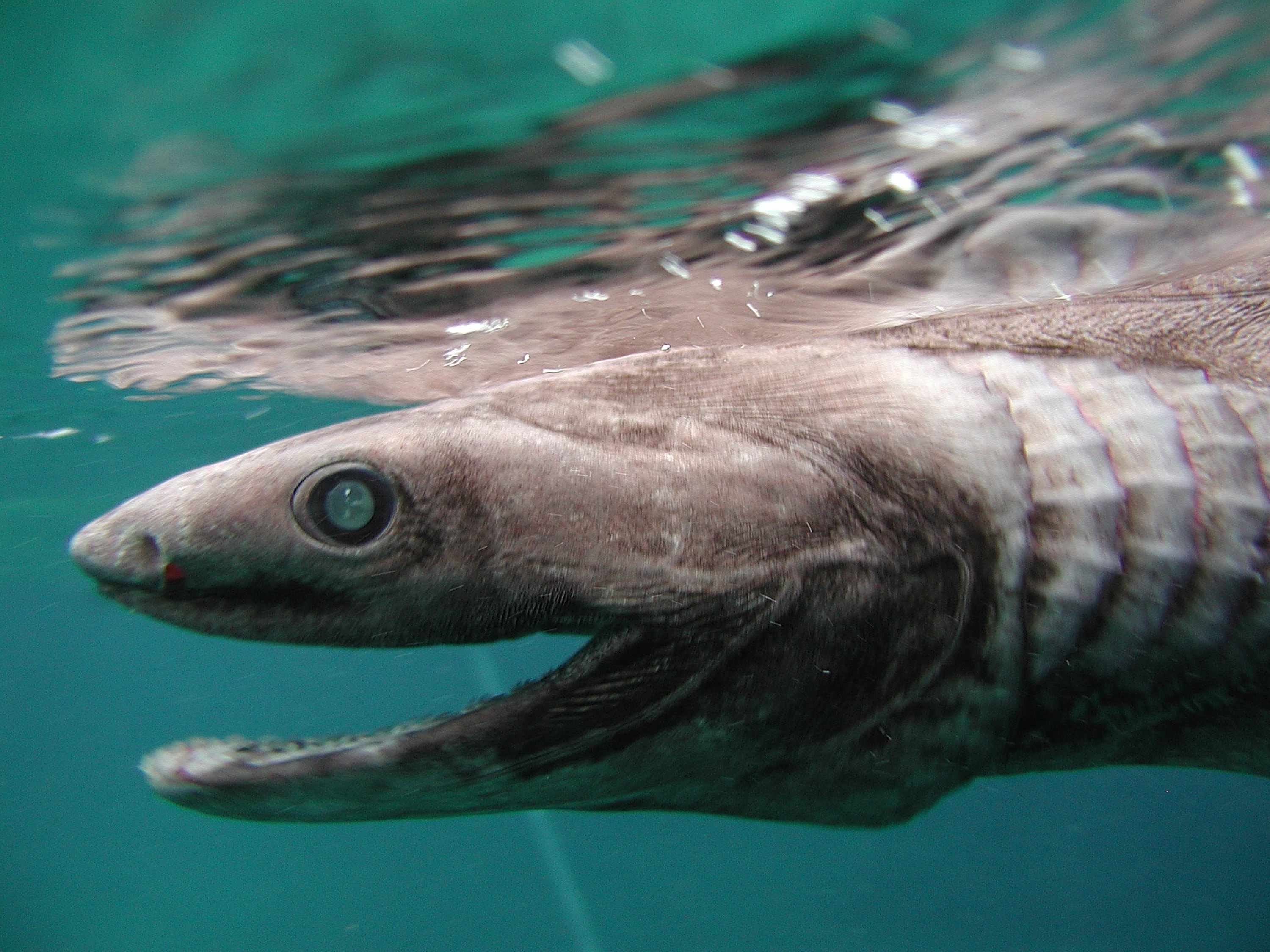 Once they grab you, you won't get free. 300 teeth in 25 rows make sure of that. (Awashima Marine Park/Getty Images)