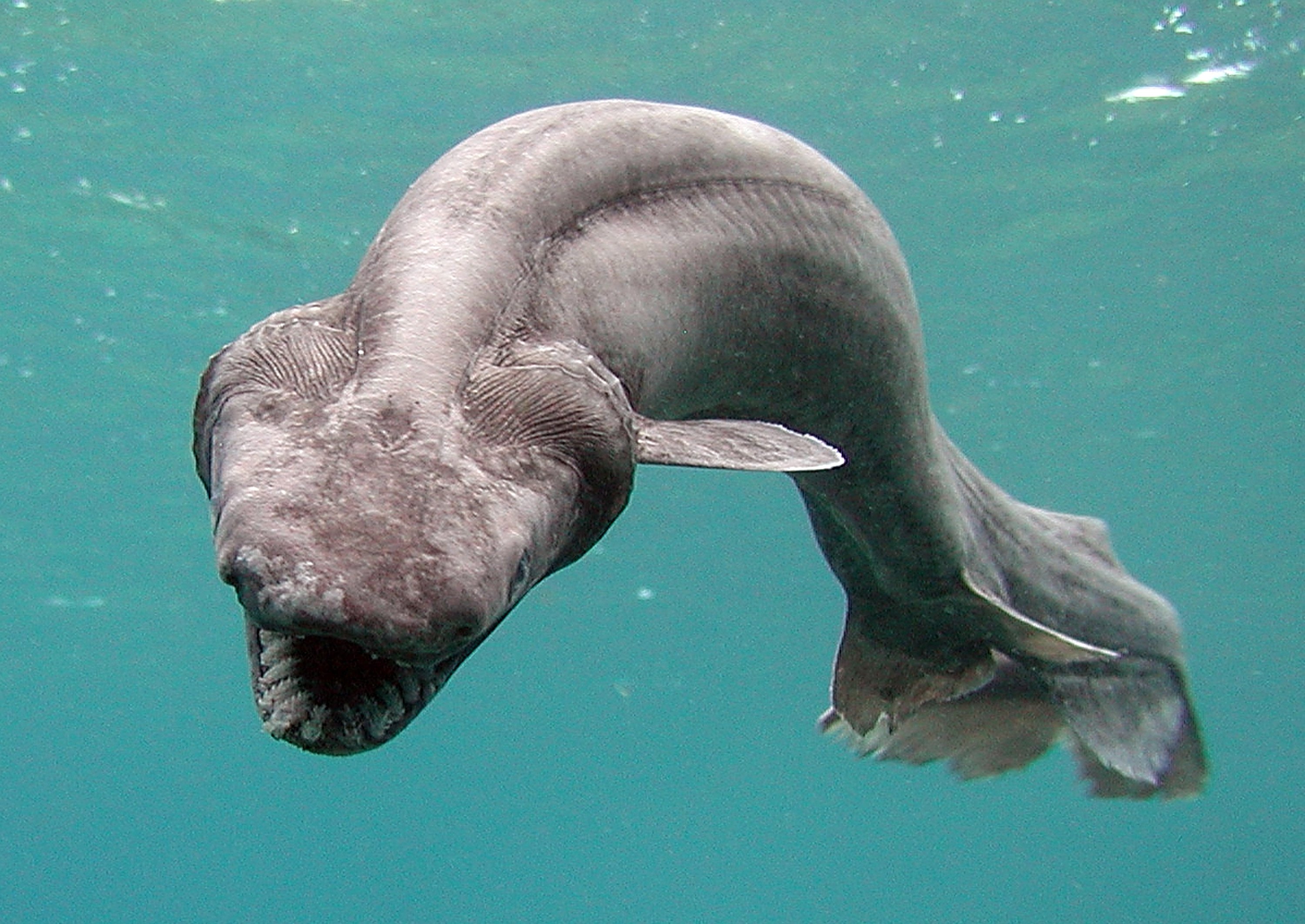 This five-foot-long Frill shark swims in a tank at Awashima Marine Park after being found by a fisherman at a bay in Numazu, on January 21, 2007 in Numazu, Japan. (Awashima Marine Park/Getty Images)