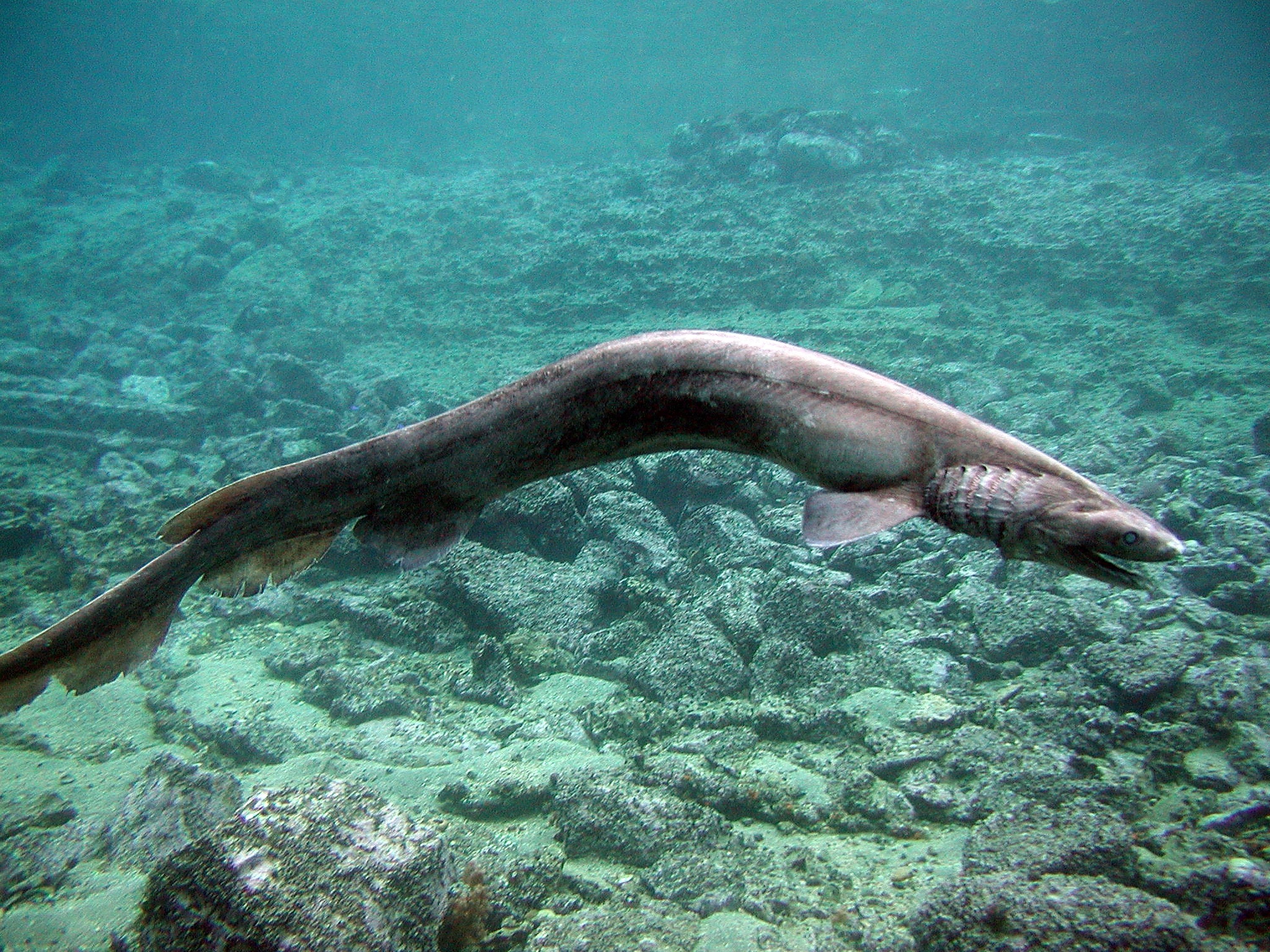 The frilled shark hasn’t evolved in 80,000 years. (Awashima Marine Park/Getty Images)