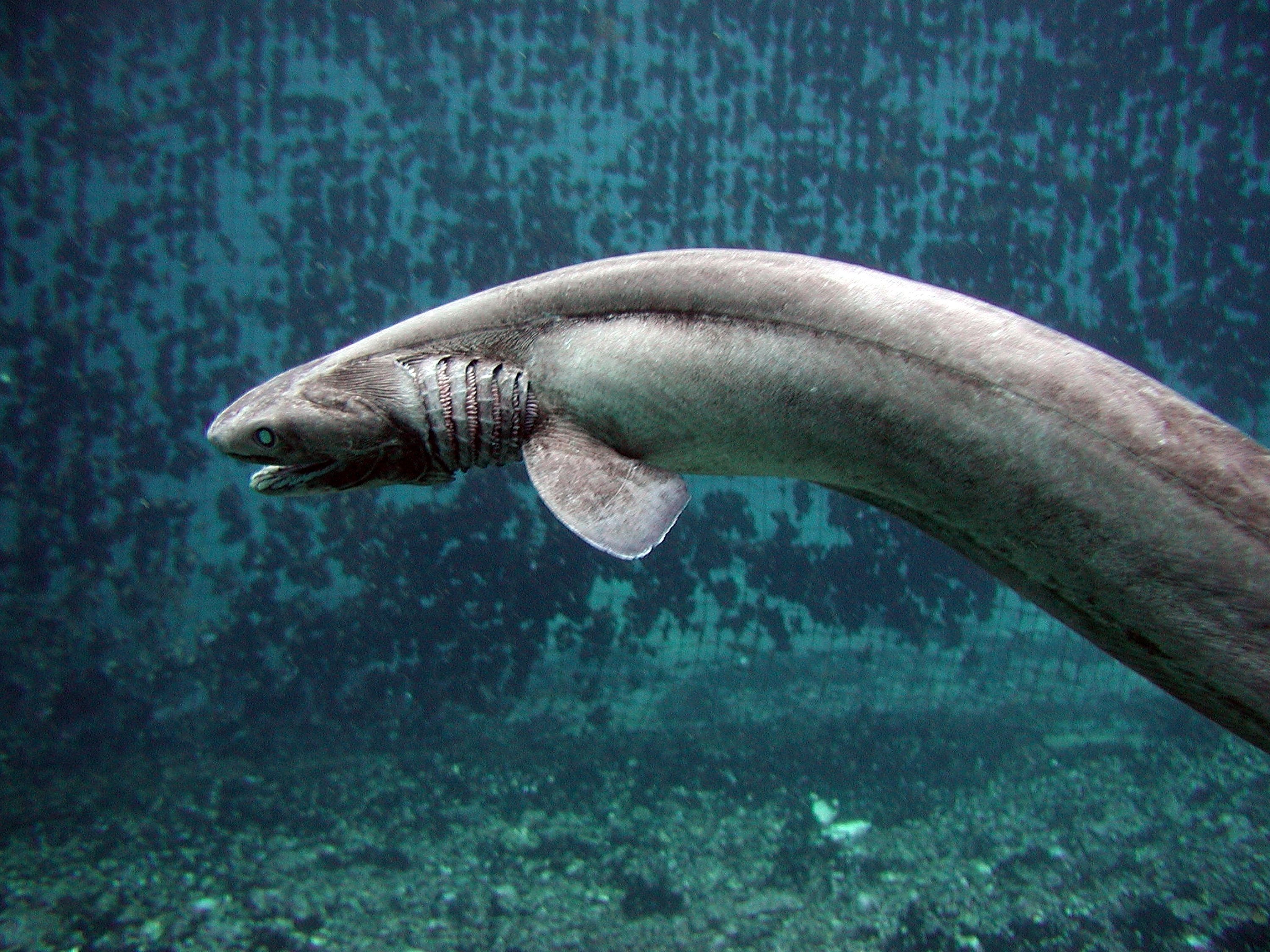 The frilled shark might hover, waiting for prey, then strike like a snake. (Awashima Marine Park/Getty Images)