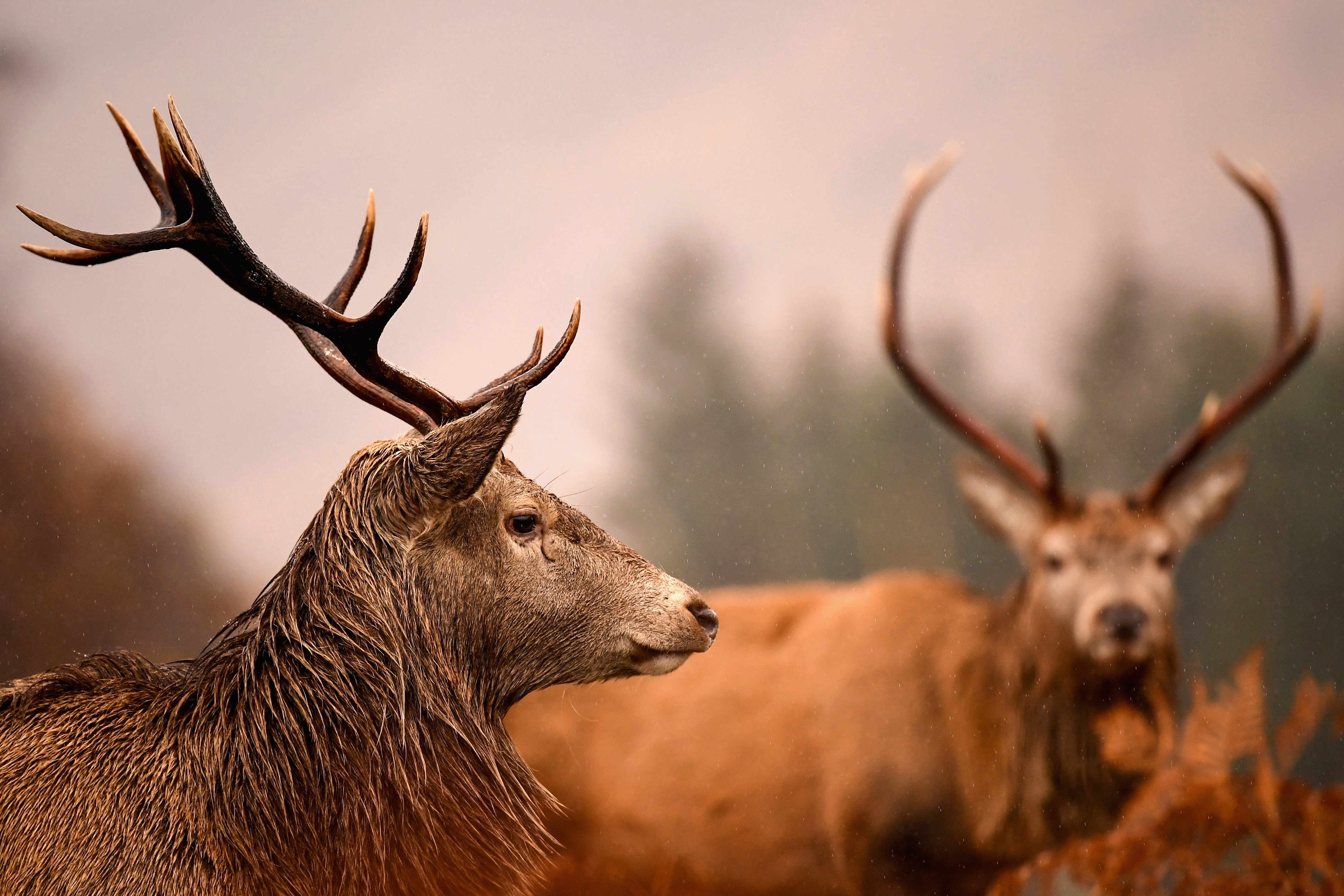 Scottish red deer graze in Glen Etive following the end of the rutting season in Glen Etive, Scotland, on Nov. 16, 2016. (Jeff J Mitchell/Getty Images)