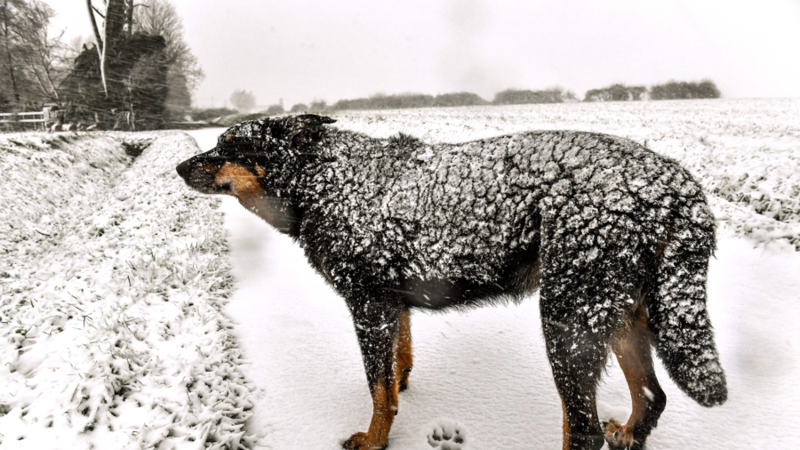 German Shepherd Found Frozen to Death Outside Ohio Home