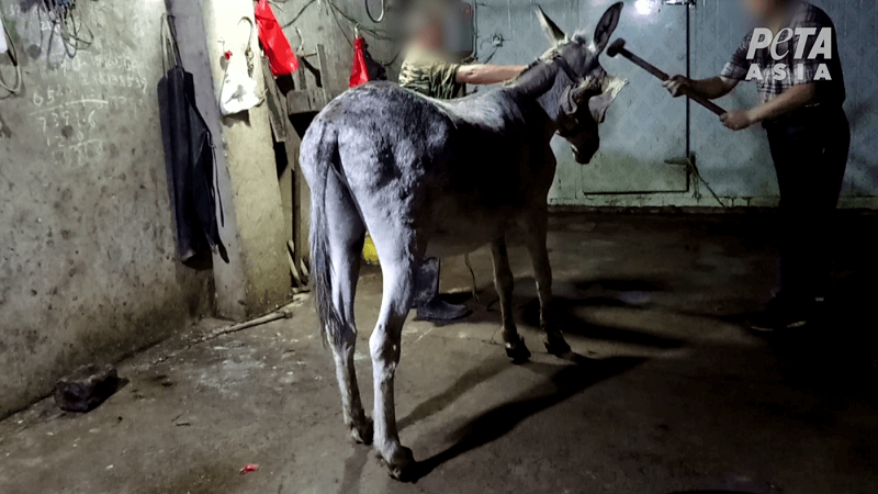 Slaughterhouse Killings Symptom of China’s Donkey Skin Trade Ills