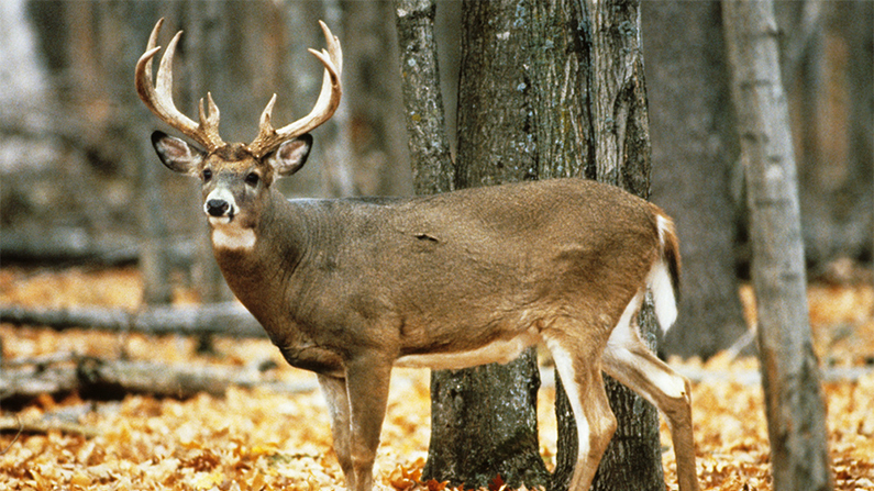 Wisconsin Deer Befriends Hunter on Opening Day