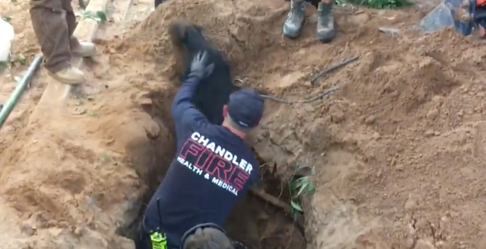 Firefighters Help Rescue Dog From Tunnel Dug by Tortoise