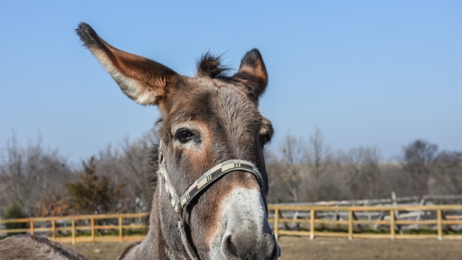Donkeys Detained for Eating Expensive Plants