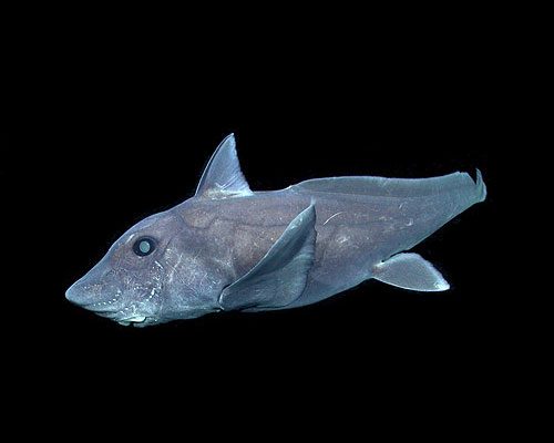 The pointy-nosed blue chimaera had never been captured on film before. (http://www.theworldsbestever.com)