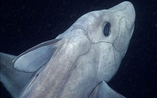 No one knew the pointy-nosed blue chimaera ranged so widely. (http://www.theworldsbestever.com)
