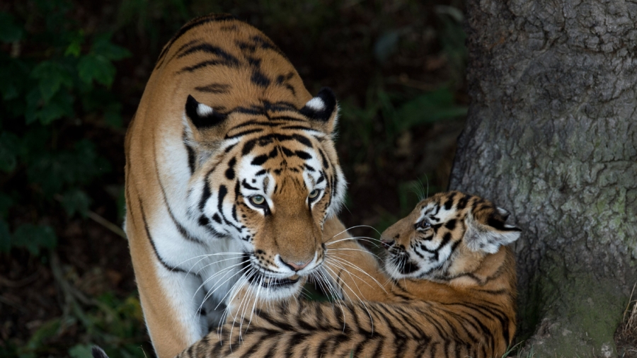 Year of the Tiger Greets Amur Tiger Cubs