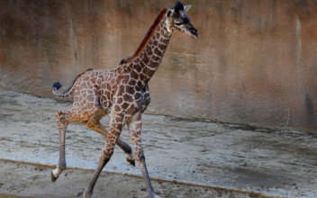 A Giraffe Unexpectedly Gave Birth Right in Front of Zoo Visitors