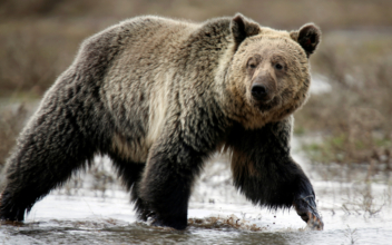 3 Men Wounded in 2 Separate Grizzly Bear Attacks in Same Area of Montana