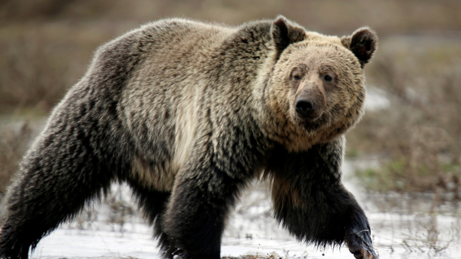 3 Men Wounded in 2 Separate Grizzly Bear Attacks in Same Area of Montana